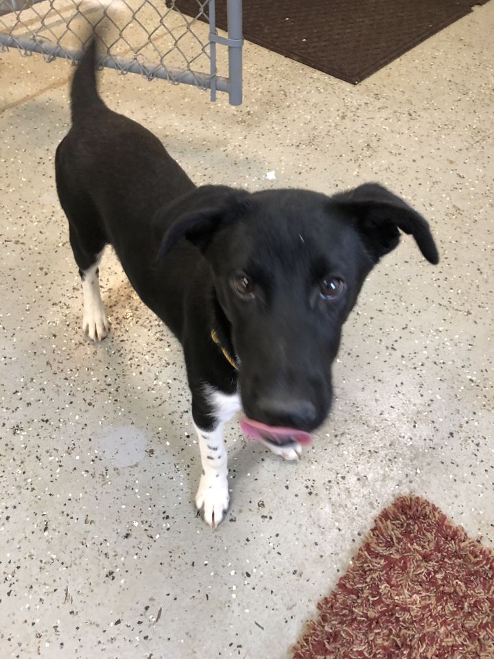 Dog For Adoption Tina A German Shorthaired Pointer Husky Mix