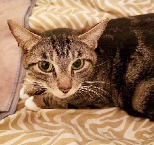 Cat for adoption - Davica, a Domestic Short Hair in Las ...