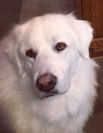 Petfinder store great pyrenees