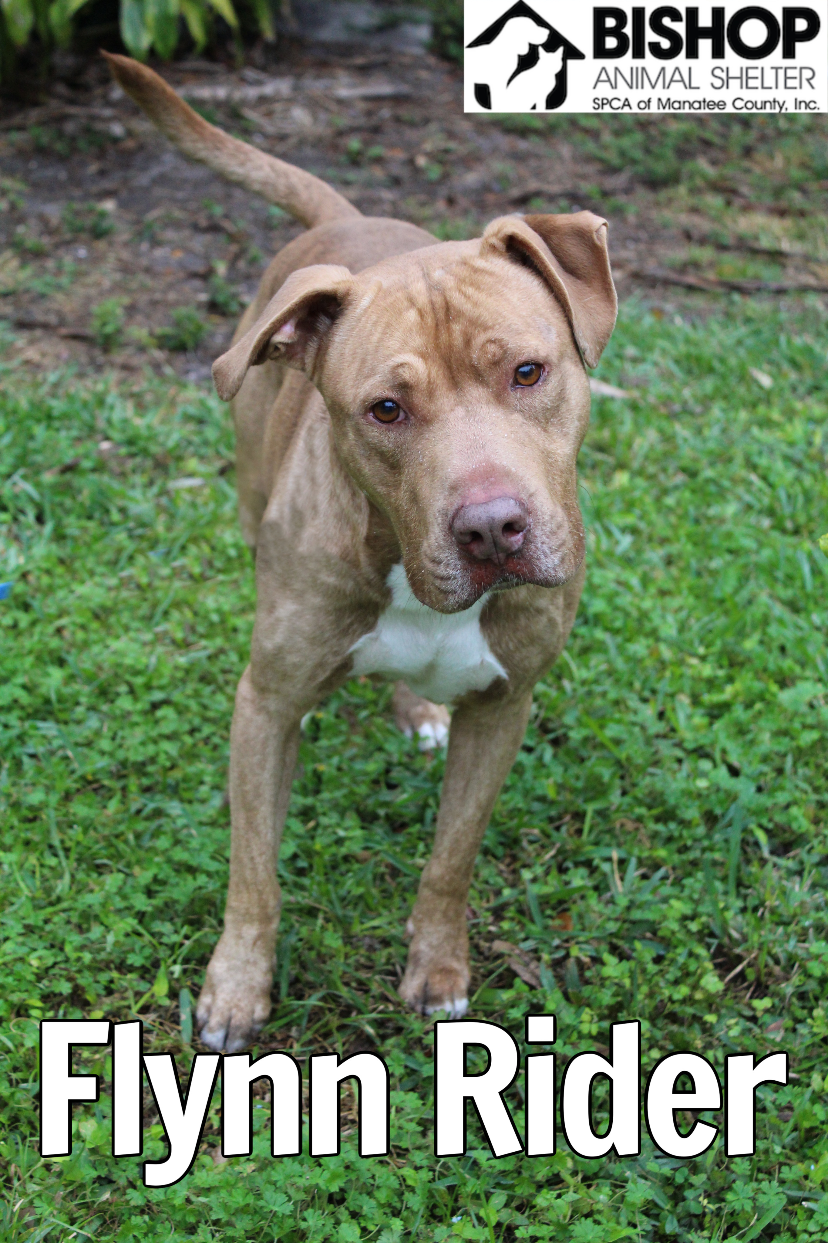 Flynn Rider, an adoptable Mixed Breed in Bradenton, FL, 34209 | Photo Image 2