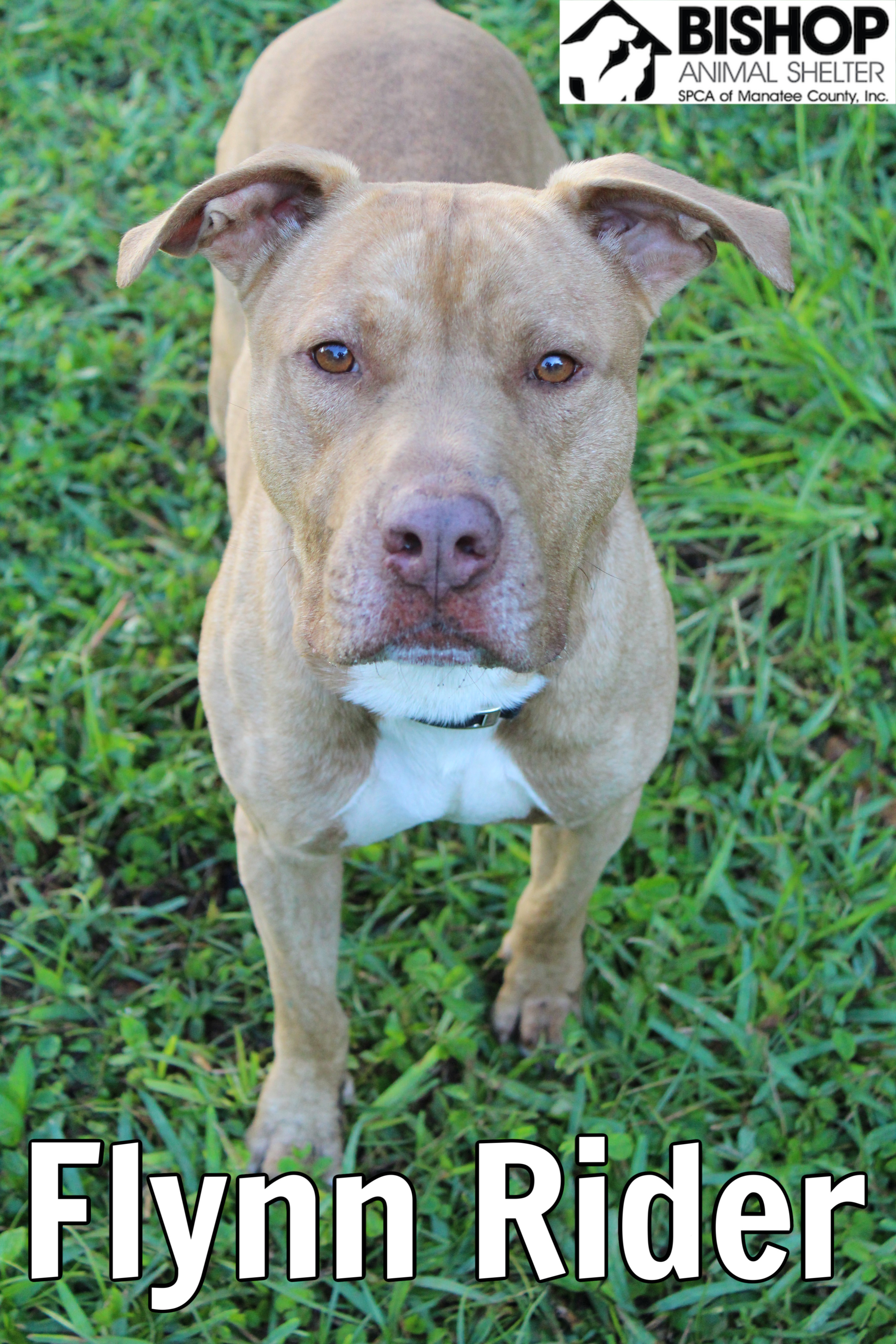 Flynn Rider, an adoptable Mixed Breed in Bradenton, FL, 34209 | Photo Image 3