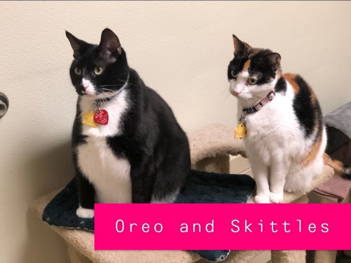 Oreo - Update! Adopted! 1