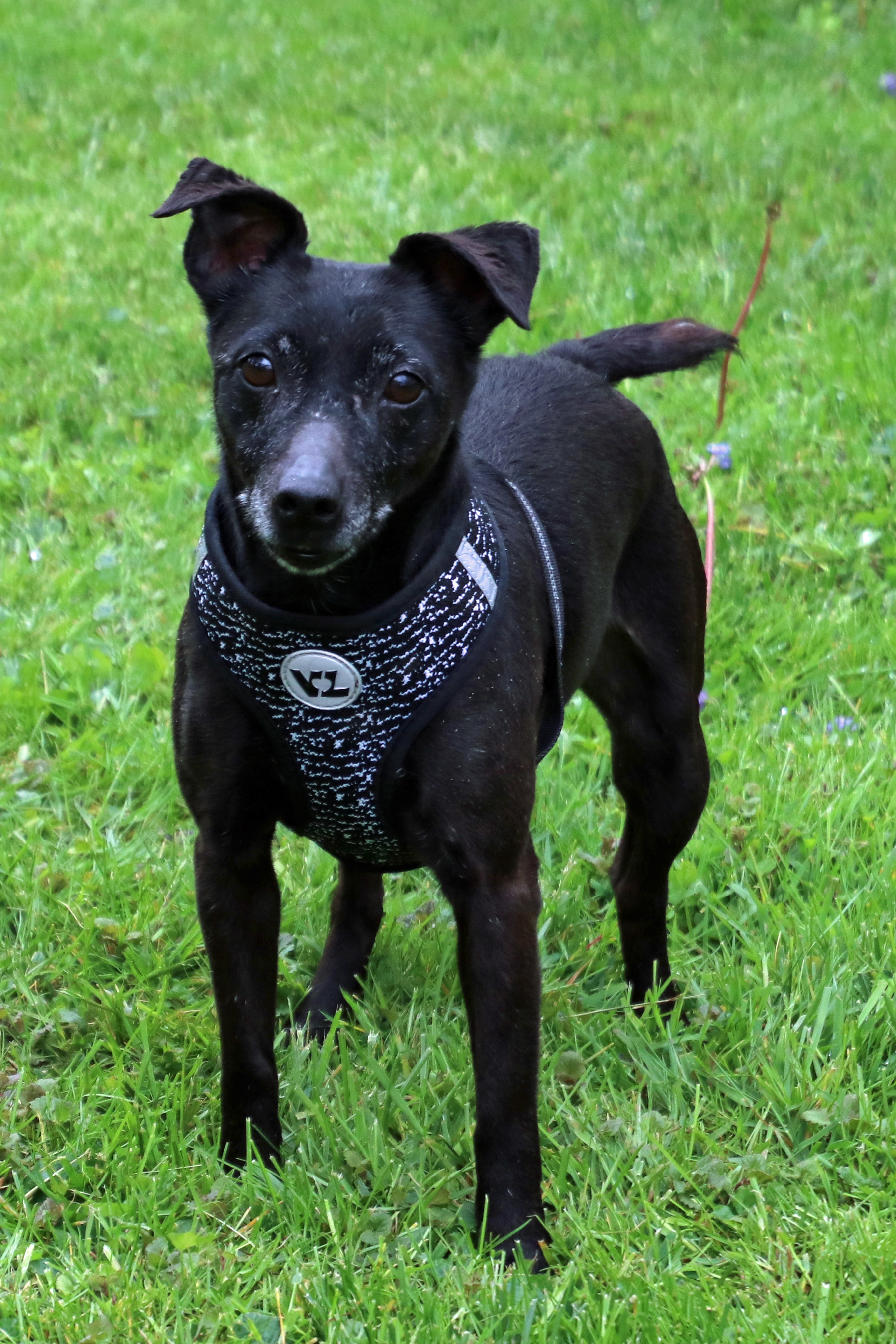 Twix, an adoptable Patterdale Terrier / Fell Terrier in Ashland, OH, 44805 | Photo Image 1