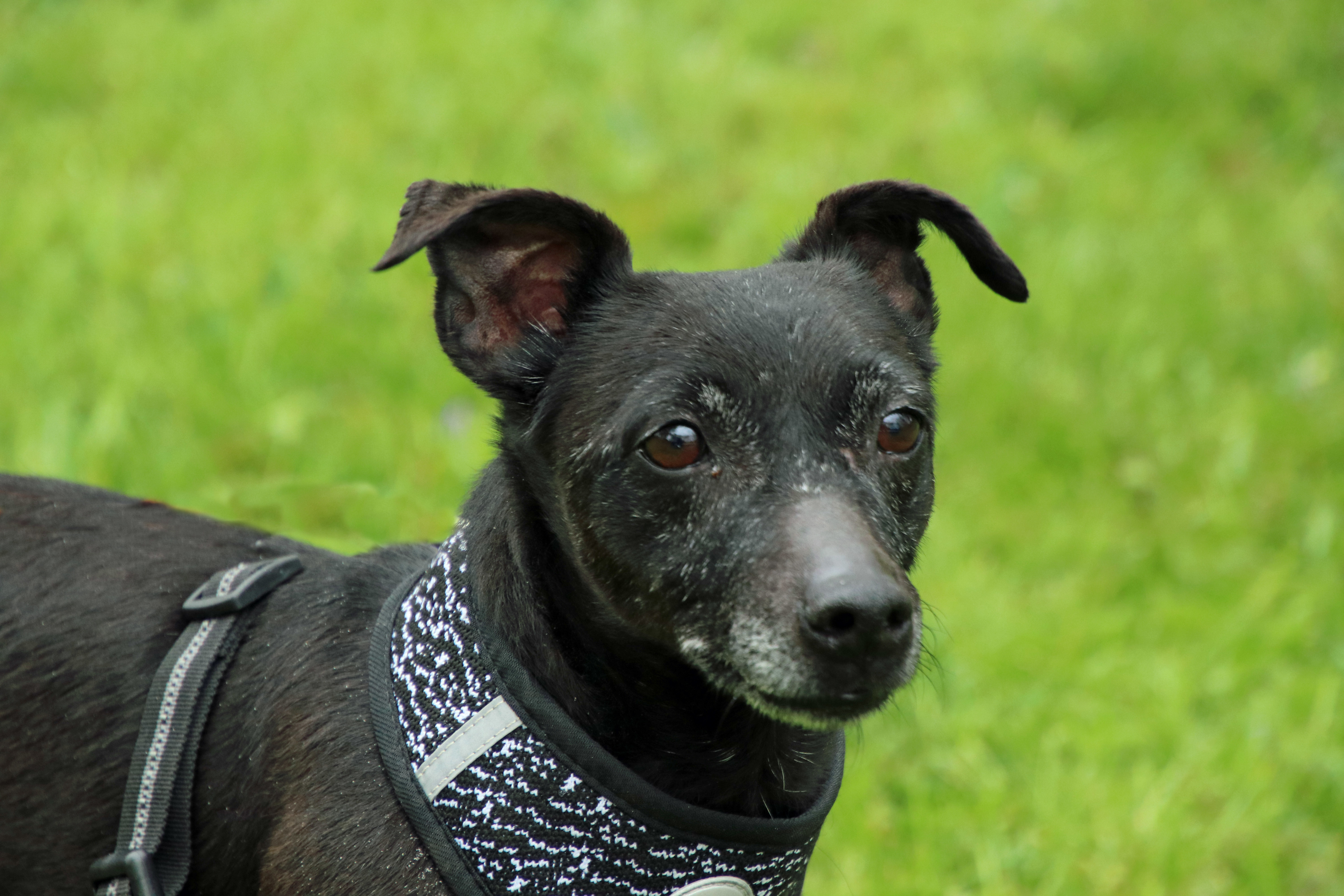 Twix, an adoptable Patterdale Terrier / Fell Terrier in Ashland, OH, 44805 | Photo Image 2