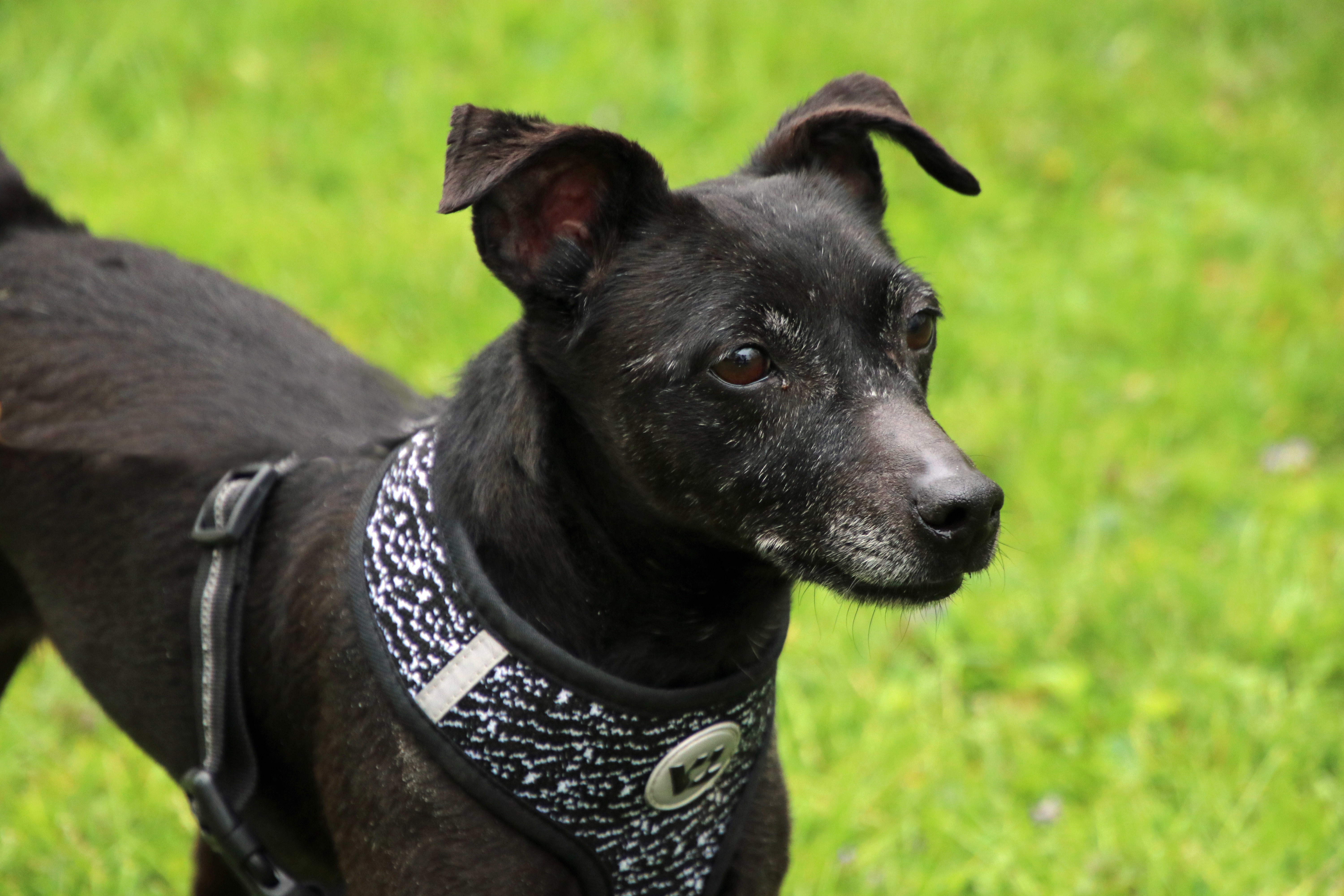 Twix, an adoptable Patterdale Terrier / Fell Terrier in Ashland, OH, 44805 | Photo Image 3