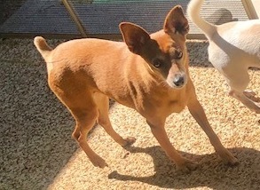 Adopt Liz a Miniature Pinscher, Corgi | Female Corgi, Miniature ...