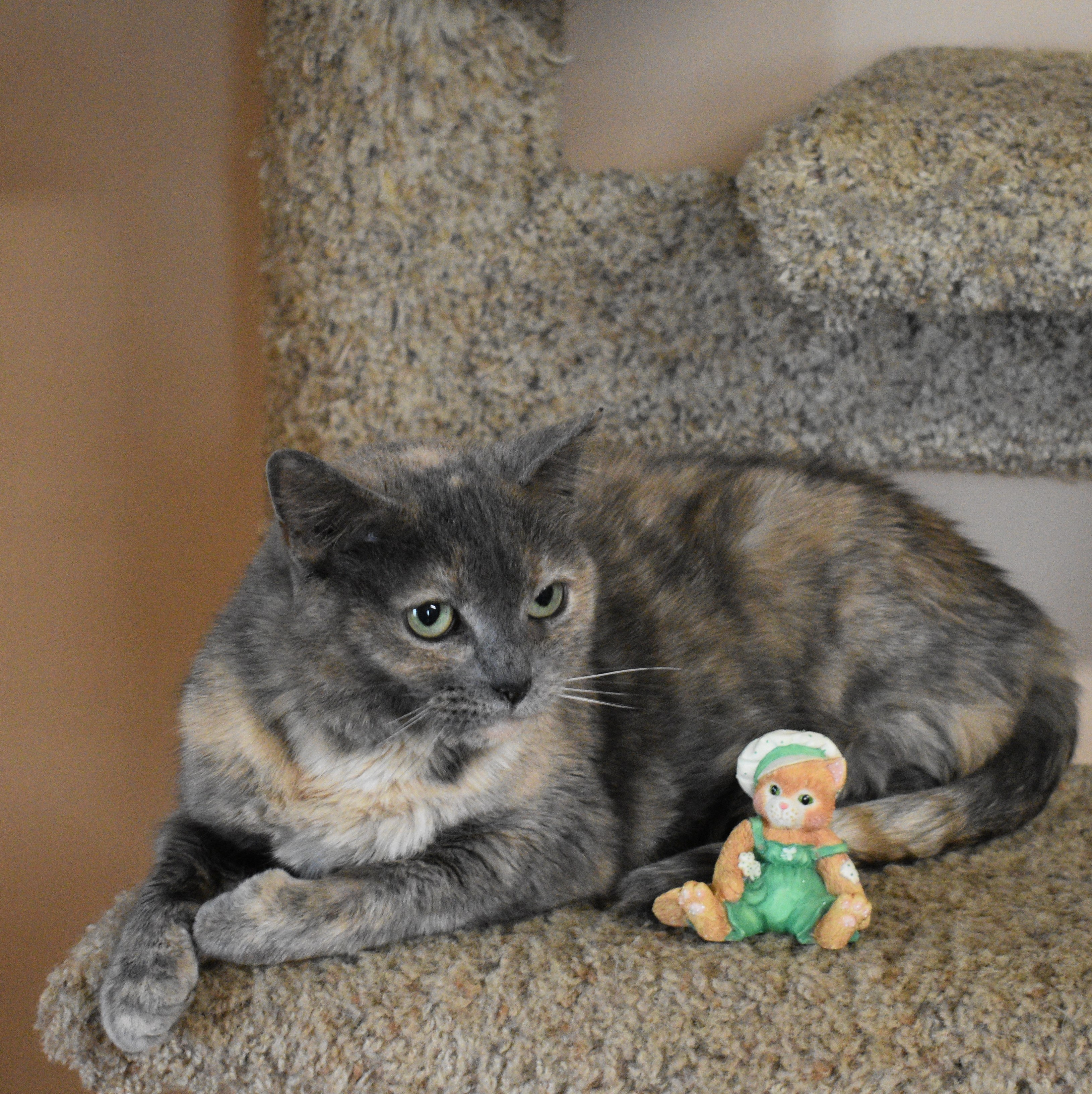 Donatella, an adoptable Domestic Short Hair in Vine Grove, KY, 40175 | Photo Image 1