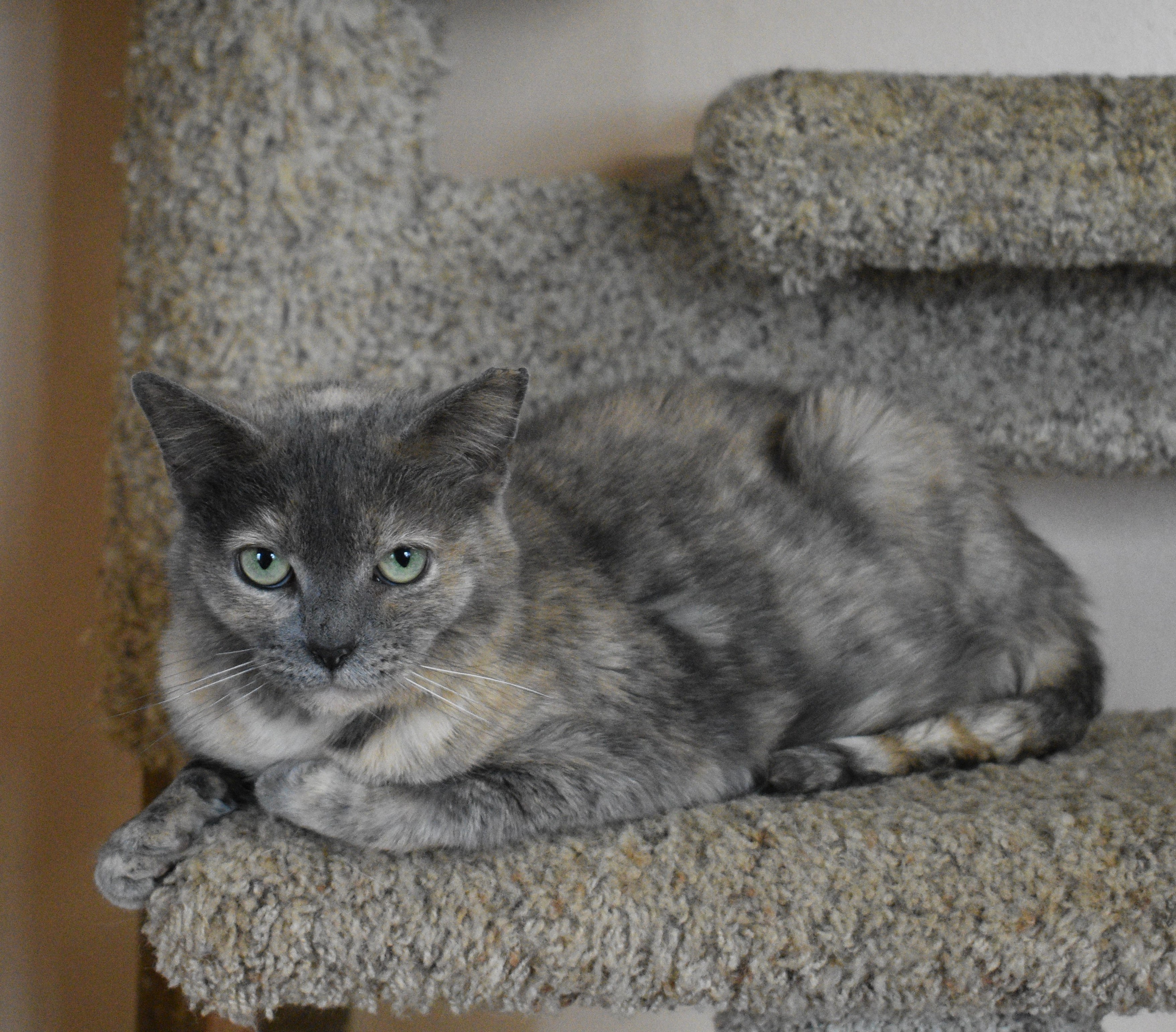 Donatella, an adoptable Domestic Short Hair in Vine Grove, KY, 40175 | Photo Image 3