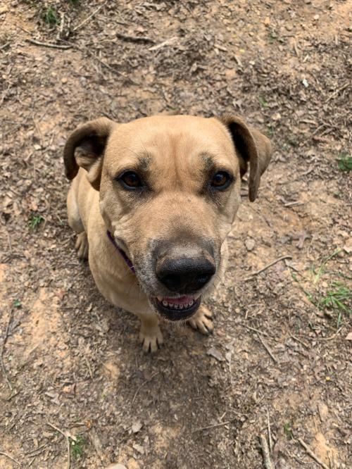 Dog for adoption - Buffalo Bill, a Mixed Breed in Decatur, GA