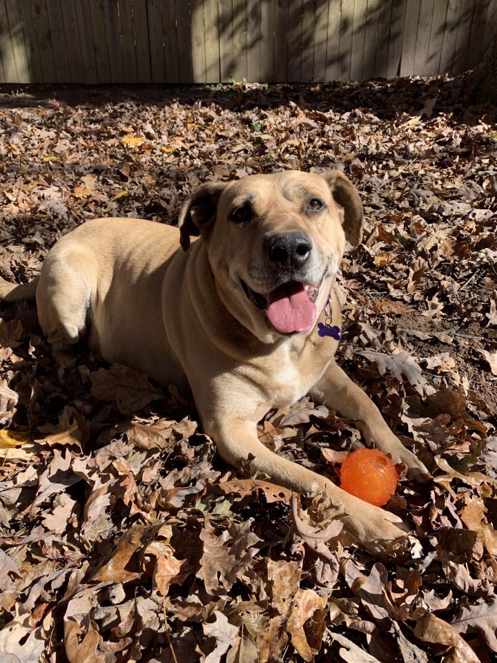 Dog for adoption - Buffalo Bill, a Mixed Breed in Decatur, GA