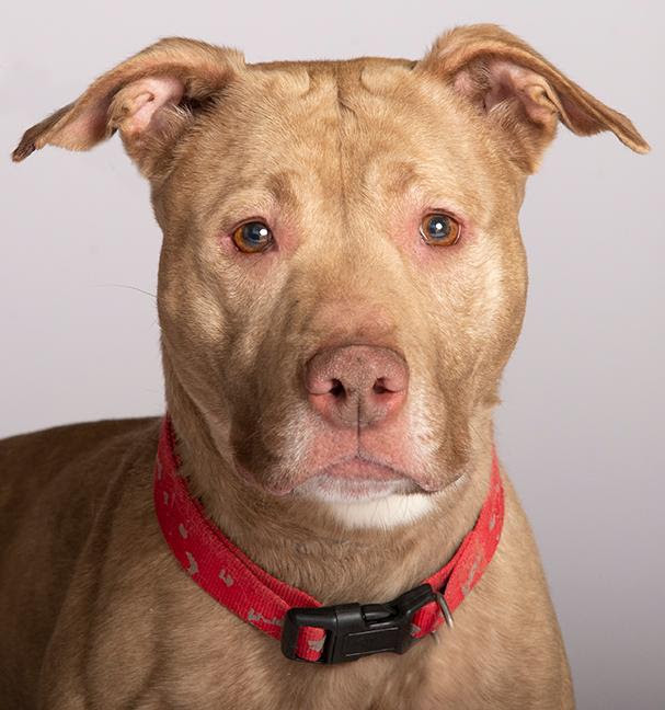 Rosey, an adoptable Pit Bull Terrier in Valparaiso, IN, 46385 | Photo Image 1