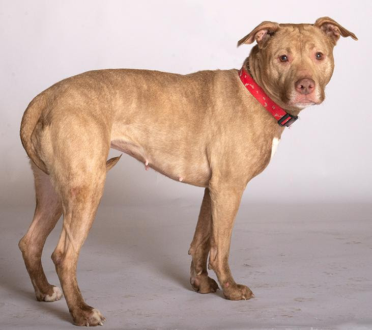 Rosey, an adoptable Pit Bull Terrier in Valparaiso, IN, 46385 | Photo Image 2