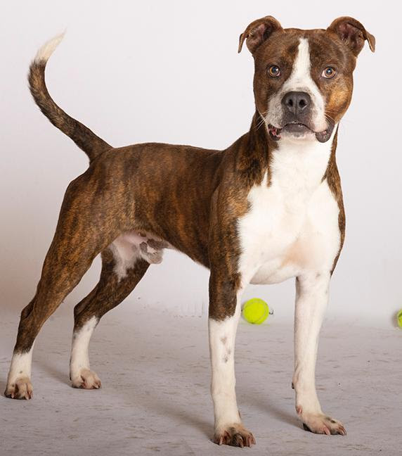 Dog for adoption Hobbes, a Pit Bull Terrier & Boxer Mix