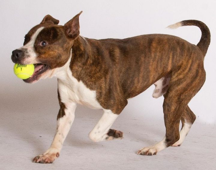 Dog for adoption Hobbes, a Pit Bull Terrier & Boxer Mix
