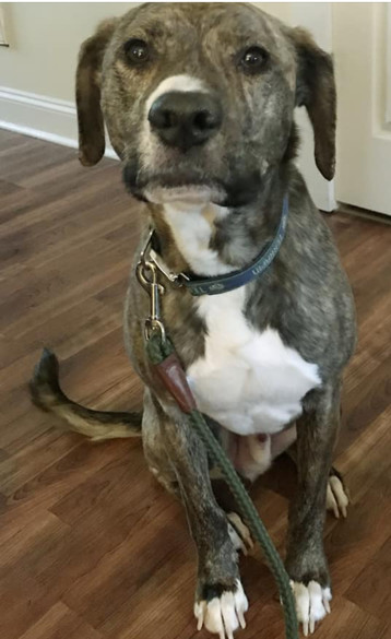 Tank, an adoptable Cane Corso, American Bulldog in Gainesville, GA, 30501 | Photo Image 2