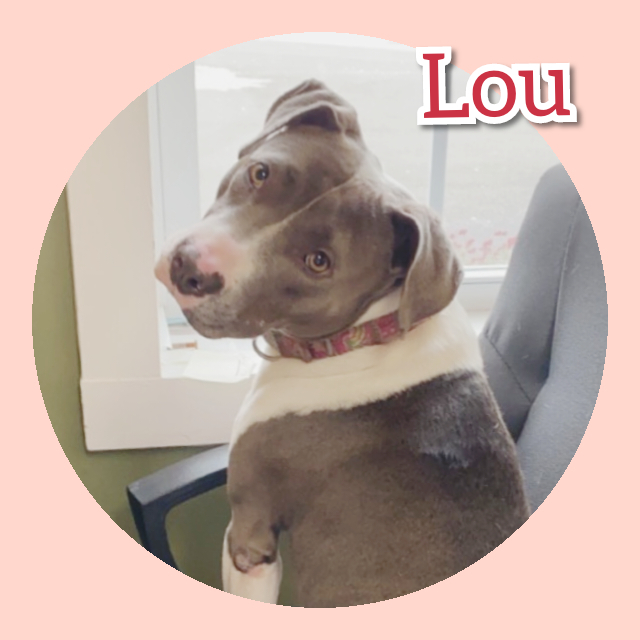 Lou, an adopted American Bully & American Staffordshire Terrier Mix in Fredericksburg, VA_image-1