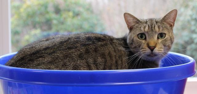 Squirt, an adoptable Domestic Short Hair in North Haven, CT, 06473 | Photo Image 2