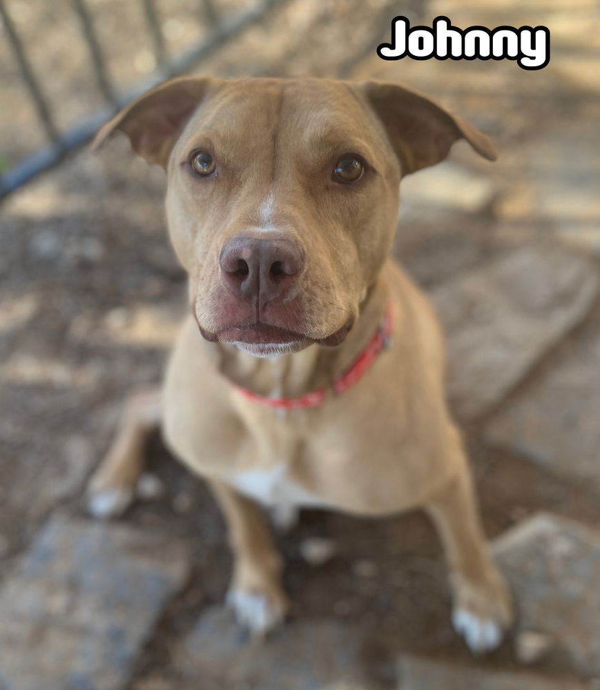 Johnny, an adoptable Pit Bull Terrier, Shar-Pei in Tulsa, OK, 74108 | Photo Image 1