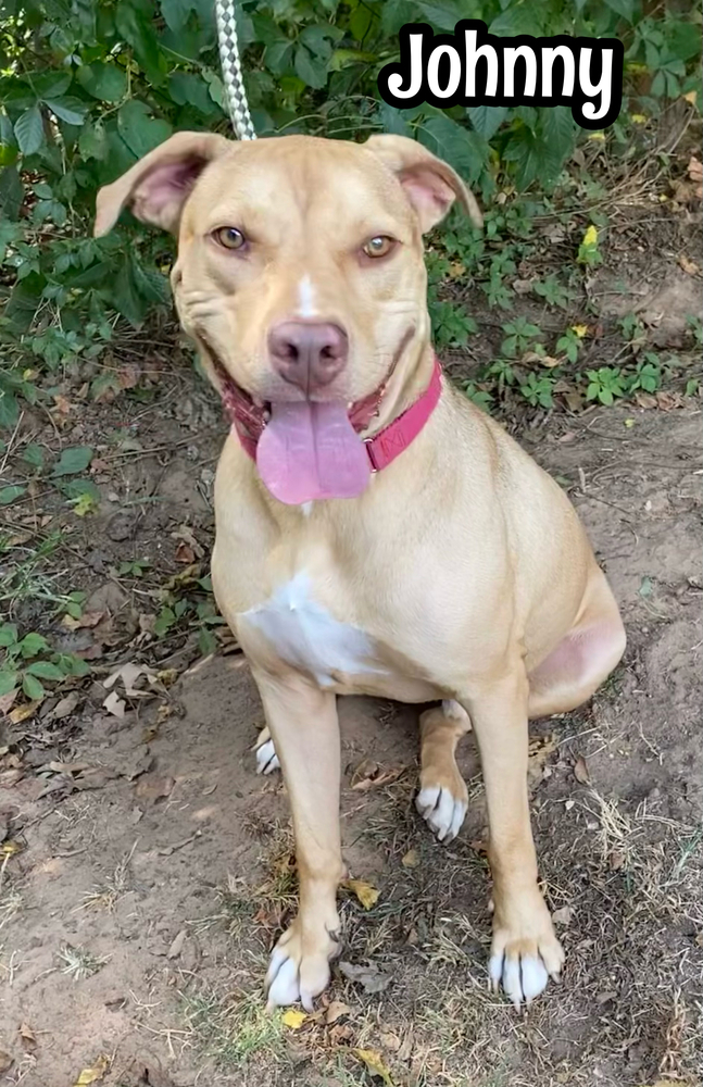 Johnny, an adoptable Pit Bull Terrier, Shar-Pei in Tulsa, OK, 74108 | Photo Image 2