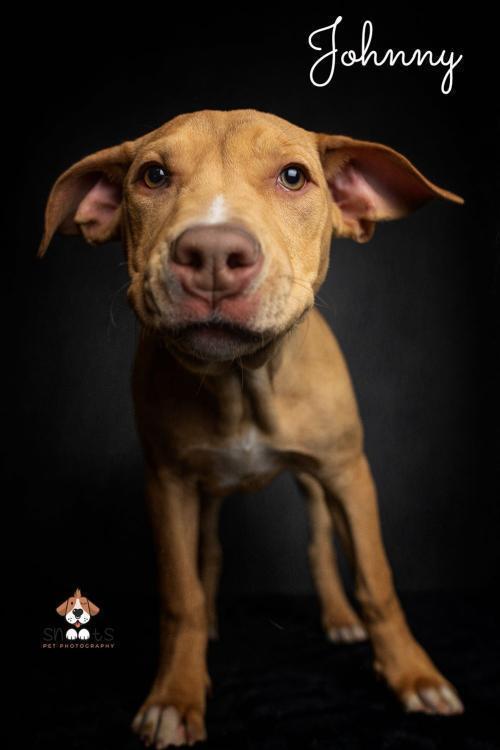 Johnny, an adoptable Pit Bull Terrier, Shar-Pei in Tulsa, OK, 74108 | Photo Image 3