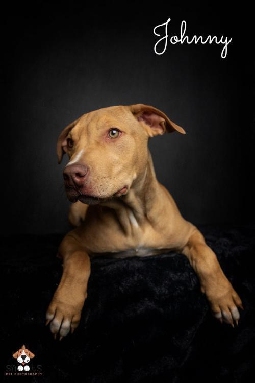 Johnny, an adoptable Pit Bull Terrier, Shar-Pei in Tulsa, OK, 74108 | Photo Image 4