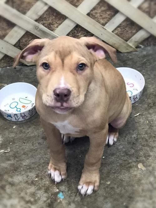 Johnny, an adoptable Pit Bull Terrier, Shar-Pei in Tulsa, OK, 74108 | Photo Image 5