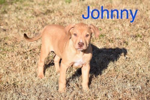 Johnny, an adoptable Pit Bull Terrier, Shar-Pei in Tulsa, OK, 74108 | Photo Image 6