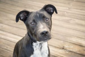 Dogs For Adoption Near Kent Wa Petfinder