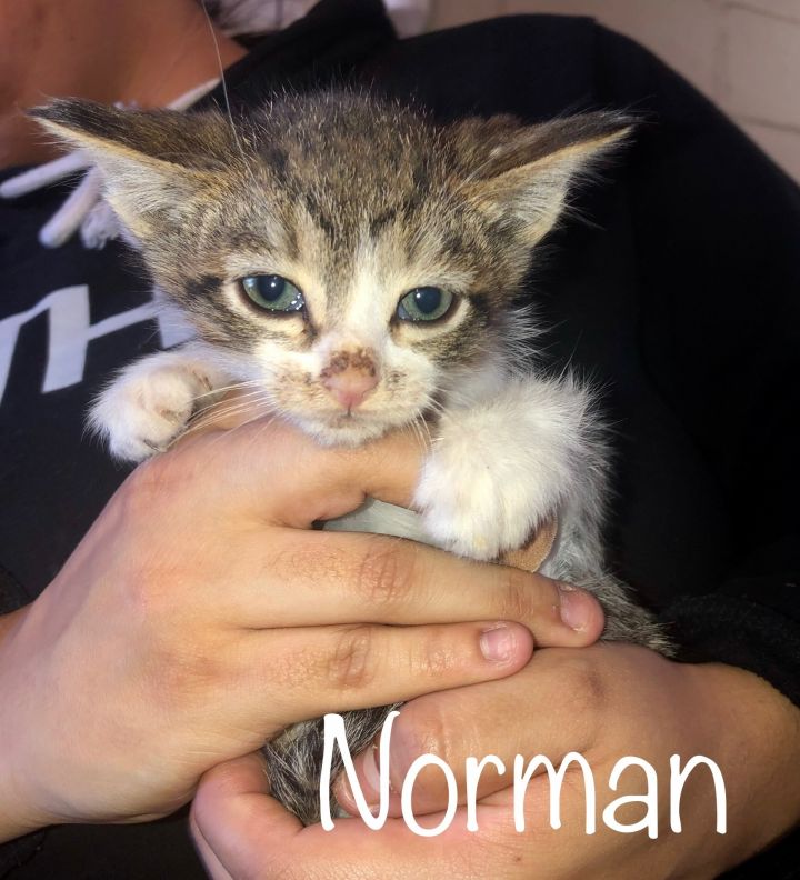 Stormin’ Norman 3