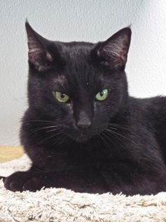 Cat For Adoption Alice Cooper A Domestic Short Hair In Green