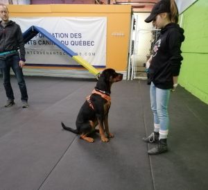 Pets For Adoption Near Laval Qc Petfinder