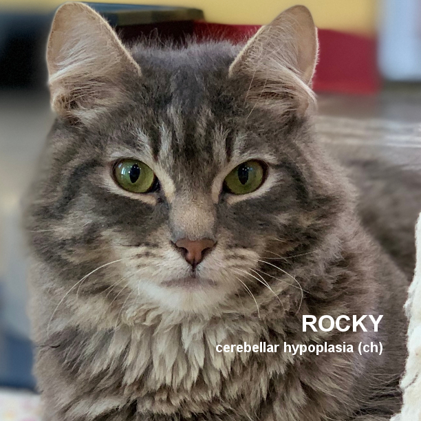 Rocky, an adoptable Domestic Medium Hair in Santa Rosa, CA, 95404 | Photo Image 1