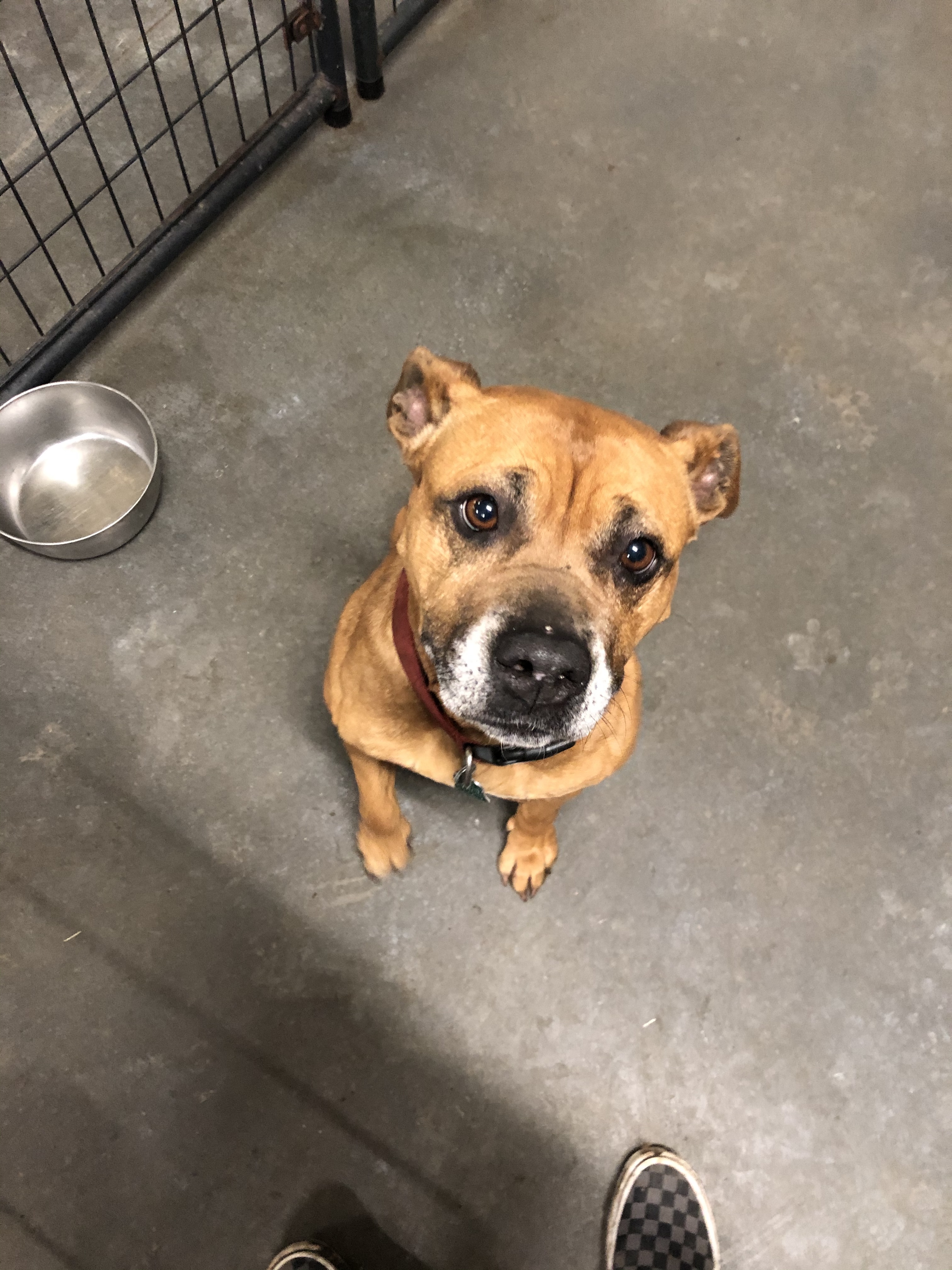 Ruby, an adoptable Boxer in Bartlesville, OK, 74003 | Photo Image 2