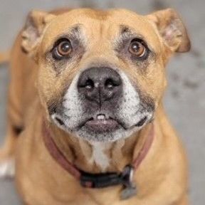 Ruby, an adoptable Boxer in Bartlesville, OK, 74003 | Photo Image 1