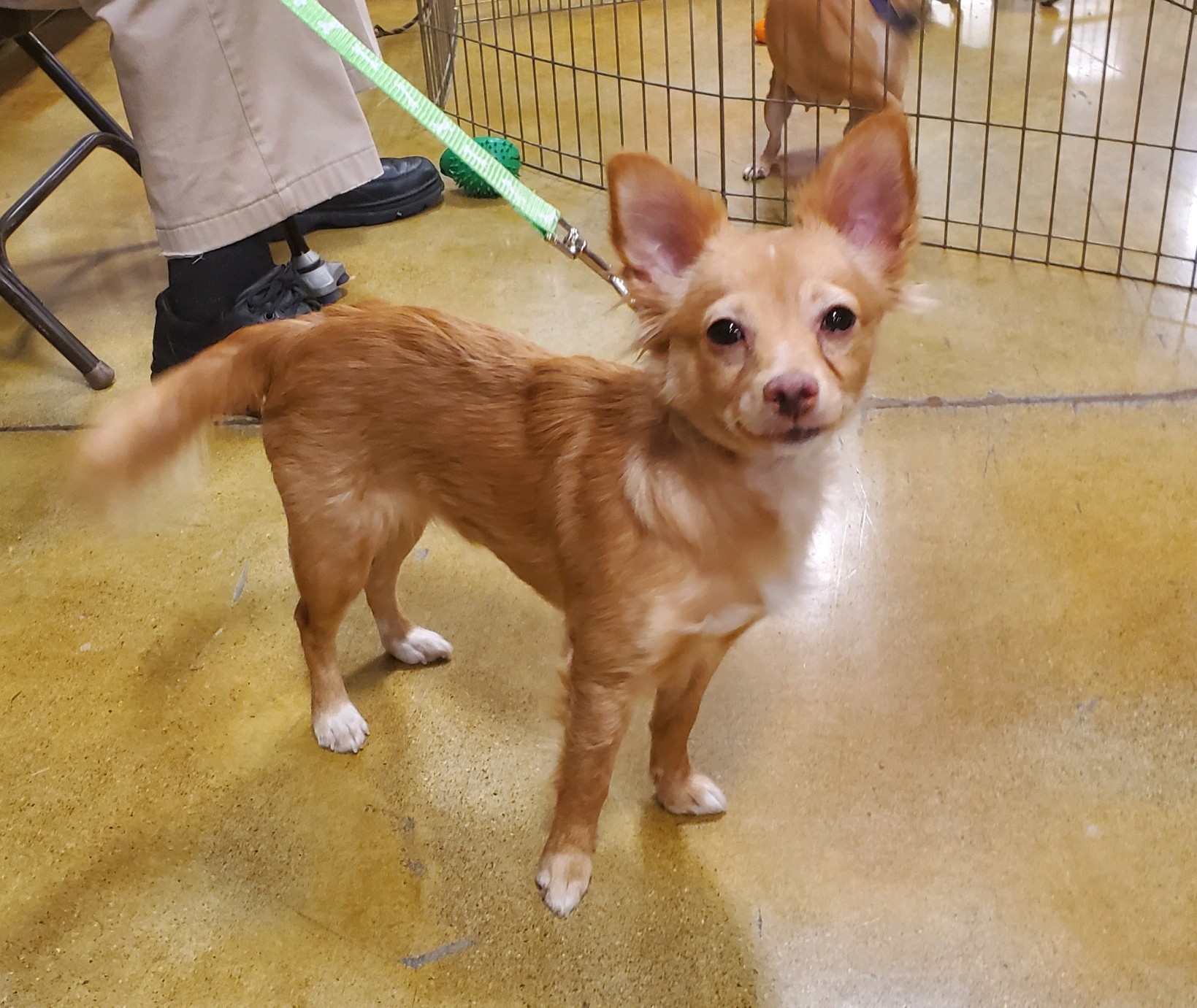 Laki, an adoptable Chihuahua in Dayton, OH, 45431 | Photo Image 2