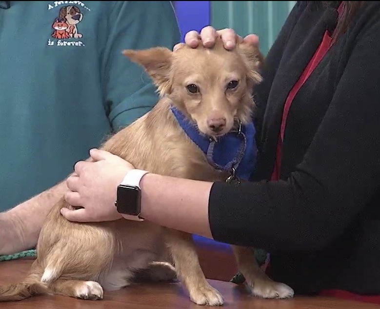 Laki, an adoptable Chihuahua in Dayton, OH, 45431 | Photo Image 3