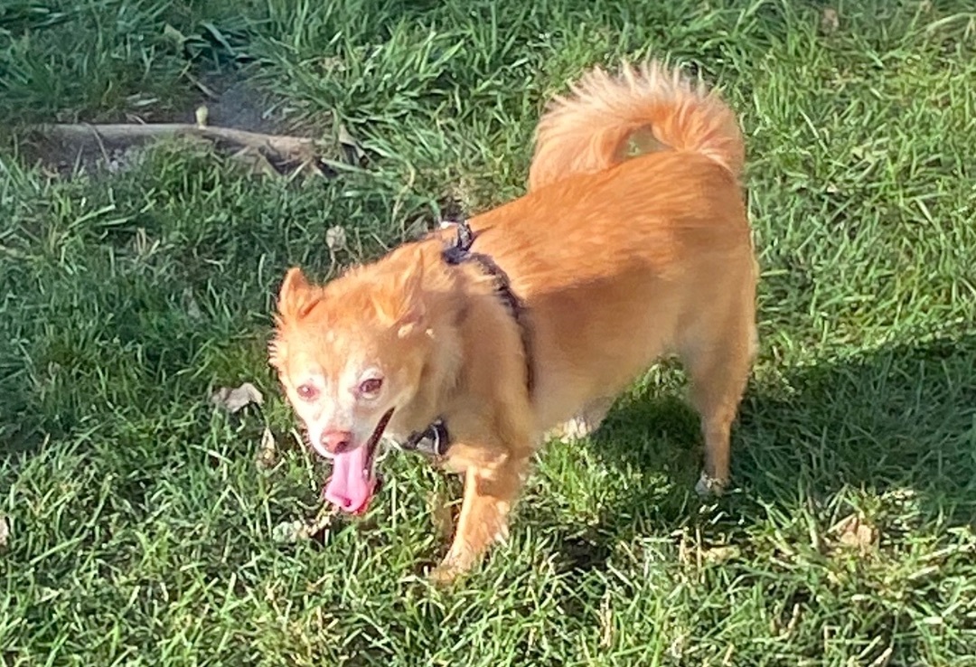 Laki, an adoptable Chihuahua in Dayton, OH, 45431 | Photo Image 1