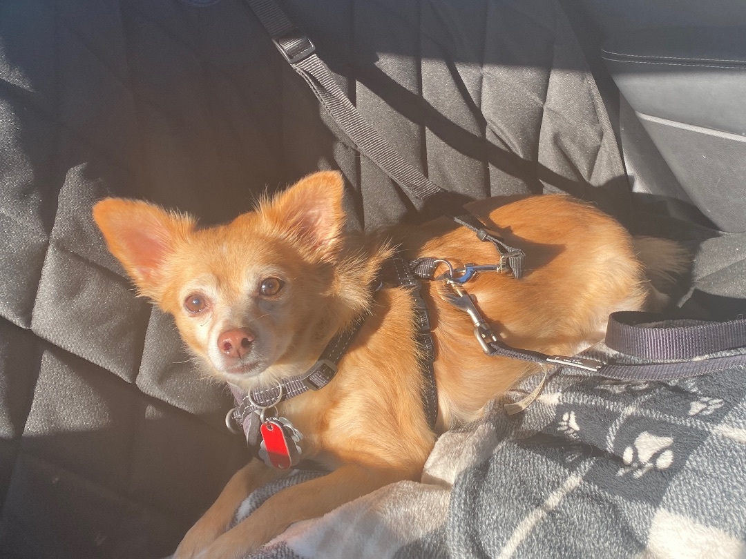 Laki, an adoptable Chihuahua in Dayton, OH, 45431 | Photo Image 4