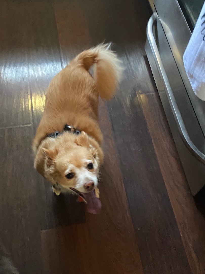 Laki, an adoptable Chihuahua in Dayton, OH, 45431 | Photo Image 5