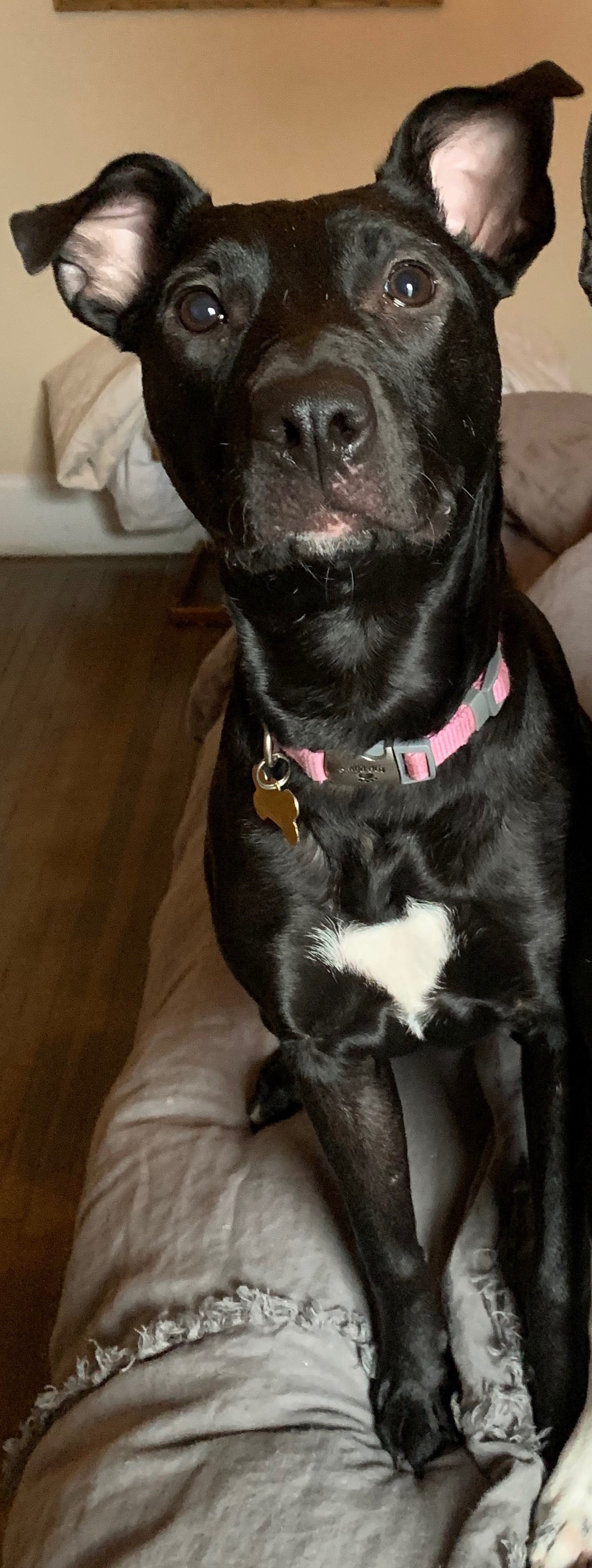 Pickles, an adoptable Black Labrador Retriever, Plott Hound in Bayonne, NJ, 07002 | Photo Image 2