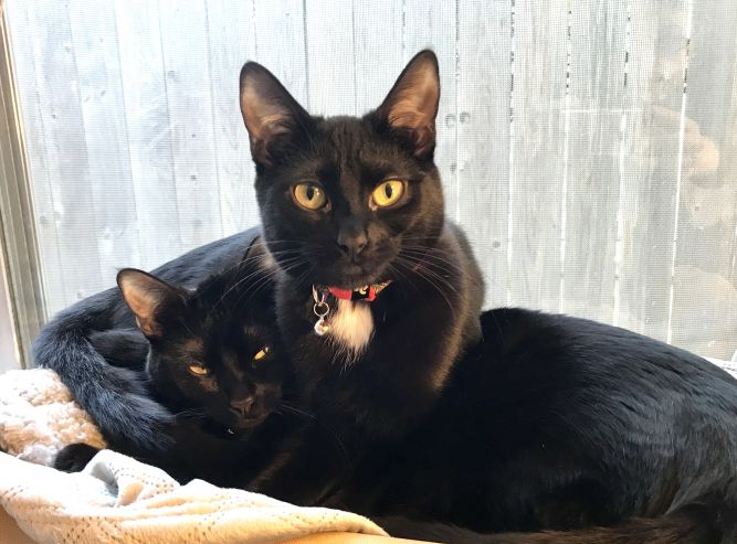 Charlotte and Phoenix (bonded)