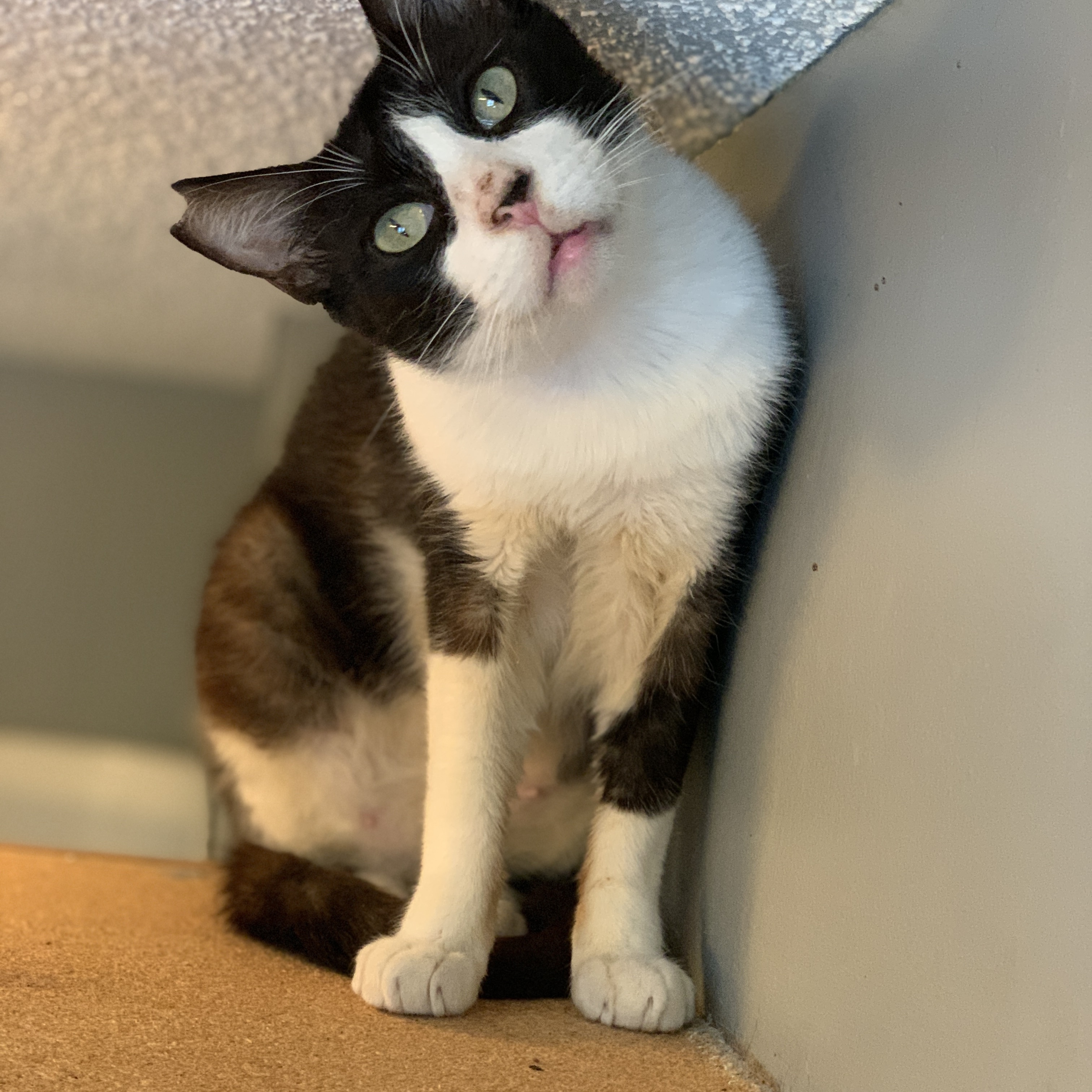 Cat for adoption - Beau, a Tuxedo in Plymouth, MN | Petfinder