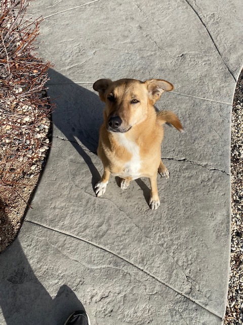 Emma, an adoptable Basenji in Fremont, CA, 94536 | Photo Image 1