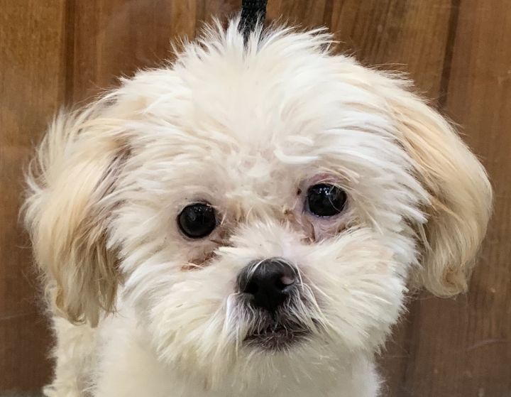 full grown teddy bear shih tzu