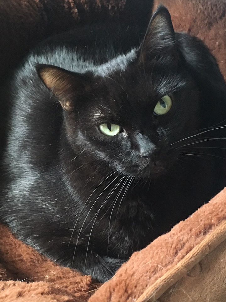 Toodles, an adoptable Domestic Short Hair in Los Alamitos, CA, 90720 | Photo Image 1
