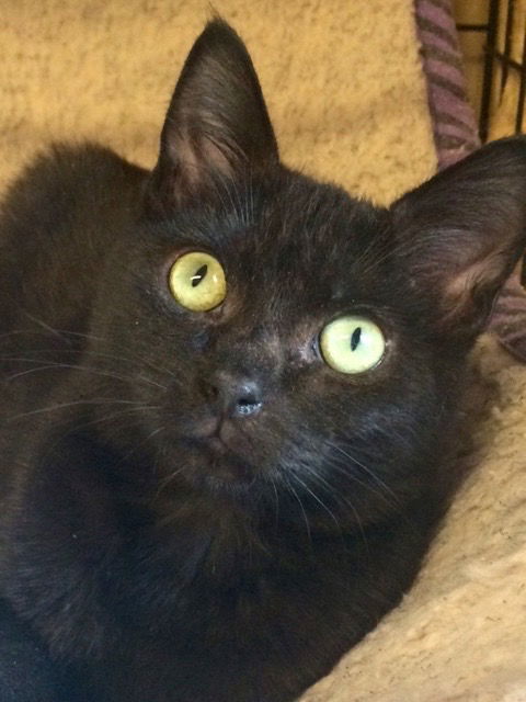 Toodles, an adoptable Domestic Short Hair in Los Alamitos, CA, 90720 | Photo Image 2