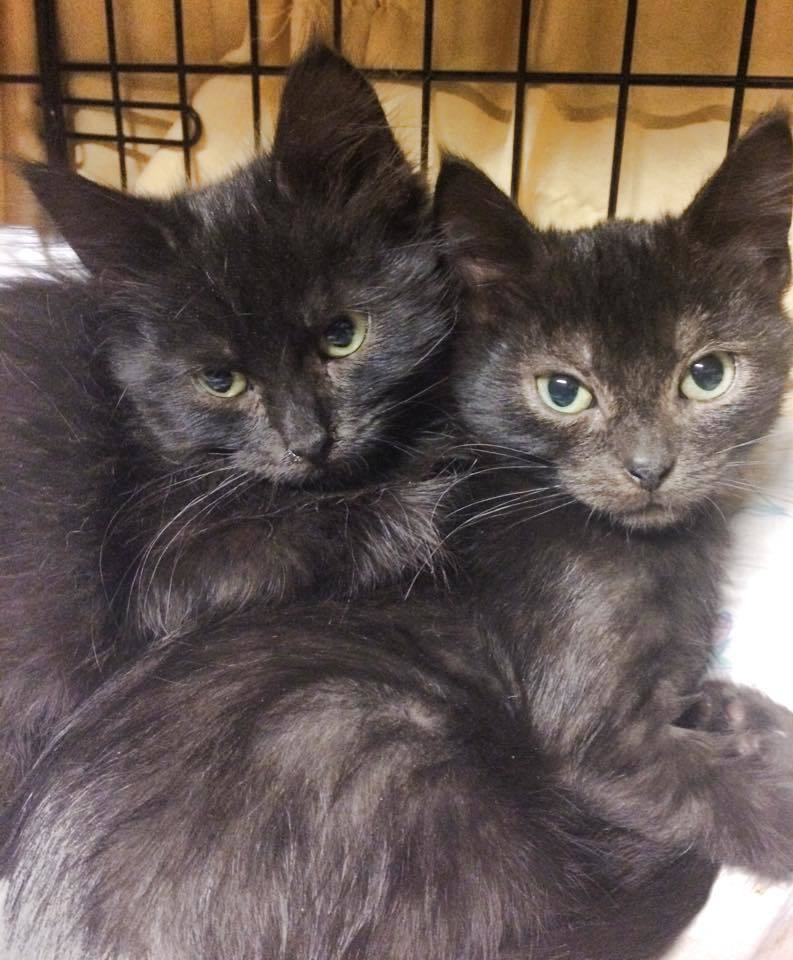 Toodles, an adoptable Domestic Short Hair in Los Alamitos, CA, 90720 | Photo Image 3