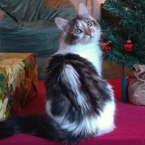 Cat Rescue And Adoption Networkcats Kittens Cat Rescue And