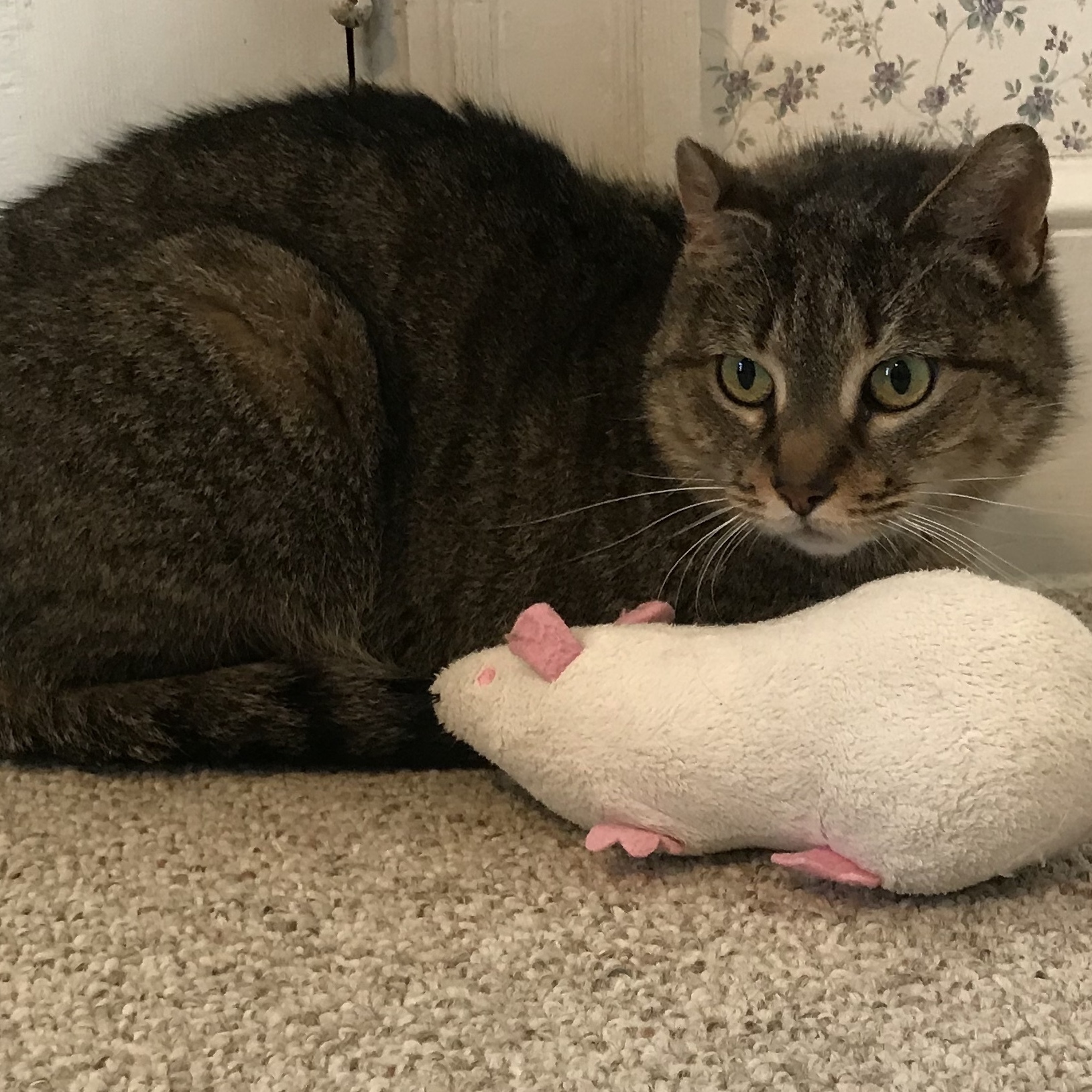 Kelly, an adoptable Tabby in Central Falls, RI, 02863 | Photo Image 3