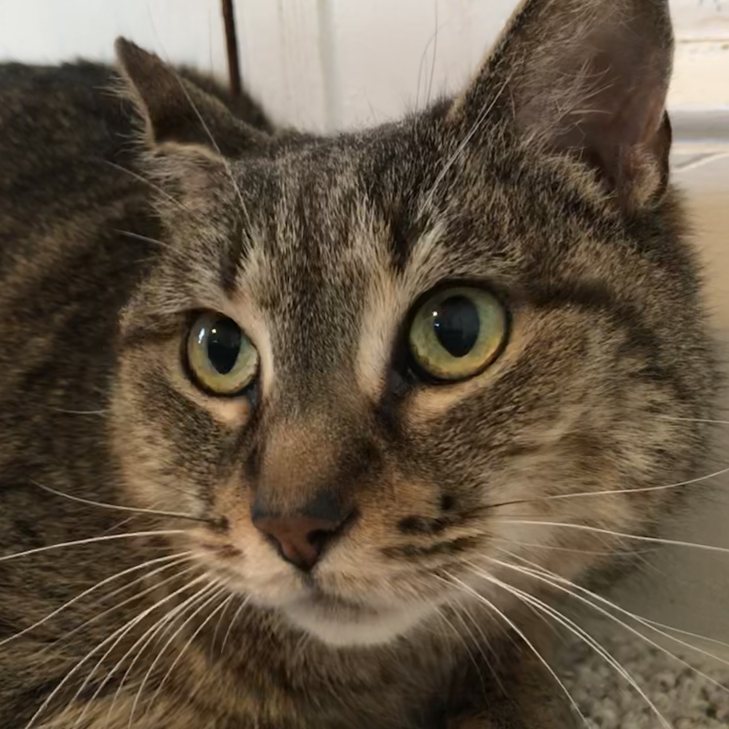 Kelly, an adoptable Tabby in Central Falls, RI, 02863 | Photo Image 6